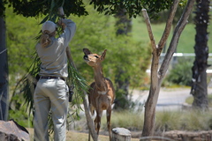 Tragelaphus