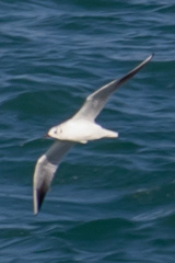 Chroicocephalus ridibundus