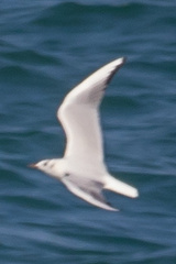 Chroicocephalus ridibundus