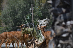Tragelaphus