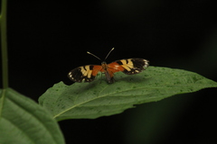 Eresia
