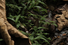Magneuptychia