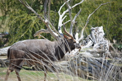 Tragelaphus