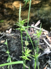 Carex lonchocarpa