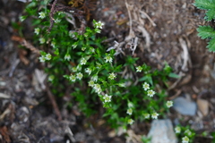 Stellaria decumbens