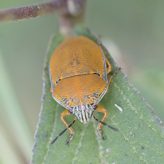 Orsilochides leucoptera