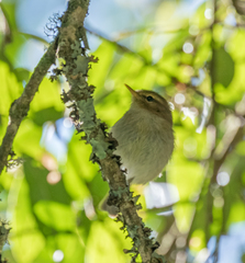 Phylloscopus umbrovirens
