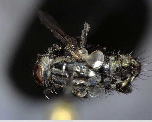 iNaturalist observation photo of Typical Flesh Flies