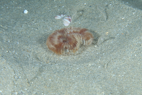 Acromegalomma lanigerum