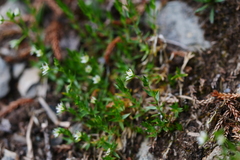 Stellaria decumbens