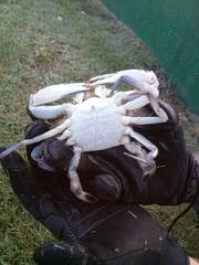 Callinectes rathbunae