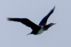 Phalacrocorax carbo
