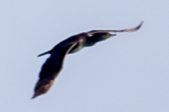Phalacrocorax carbo