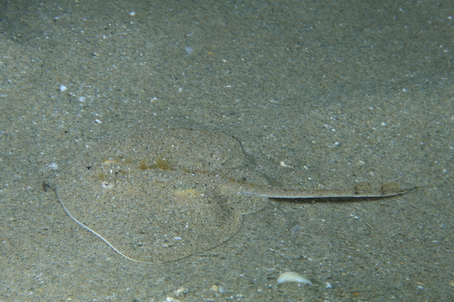 Starry Skate