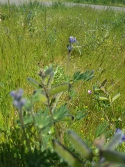 Lupinus polycarpus