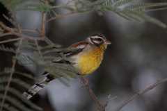 Emberiza flaviventris kalaharica