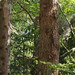 Picea jezoensis - Photo (c) harum.koh, algunos derechos reservados (CC BY-SA), uploaded by harum.koh