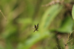 Micrathena pichincha