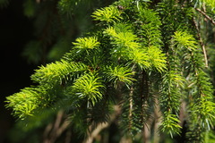 Picea jezoensis hondoensis