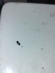 Cephalotes goniodontus