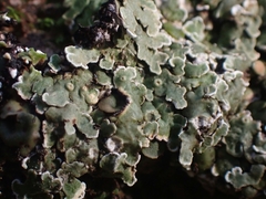 Squamarina cartilaginea