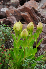 Saussurea obvallata