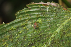 Leptoscelis quadrisignatus