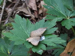 Achlyodes