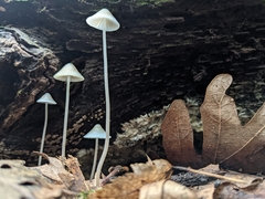 Mycena subcaerulea