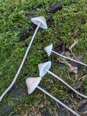 Mycena subcaerulea