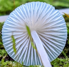 Mycena subcaerulea