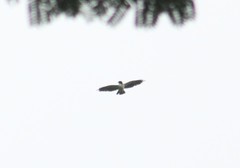 Buteo brachyurus