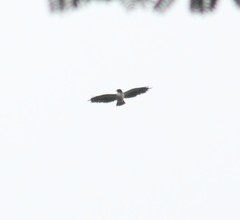 Buteo brachyurus