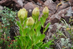 Saussurea obvallata