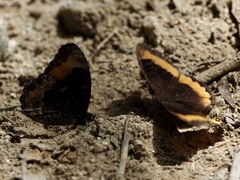 Pedaliodes symmachus