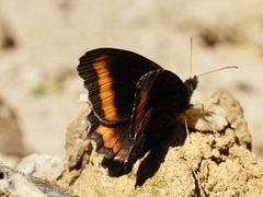 Pedaliodes symmachus