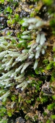 Bryum argenteum