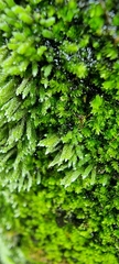 Bryum argenteum