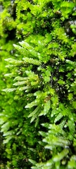Bryum argenteum