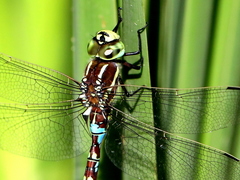 Zosteraeschna minuscula