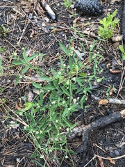 Euphorbia curtisii