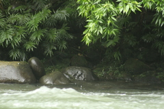 Myiothlypis fulvicauda
