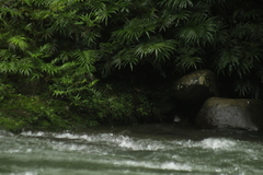 Myiothlypis fulvicauda