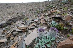 Saussurea quercifolia