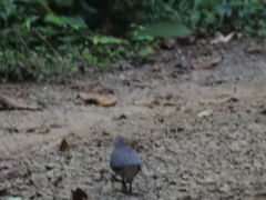 Leptotila plumbeiceps