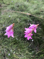 Dierama robustum