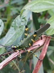 Chromacris psittacus psittacus