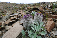 Saussurea quercifolia
