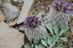 Saussurea quercifolia