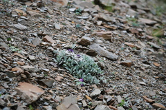 Saussurea quercifolia